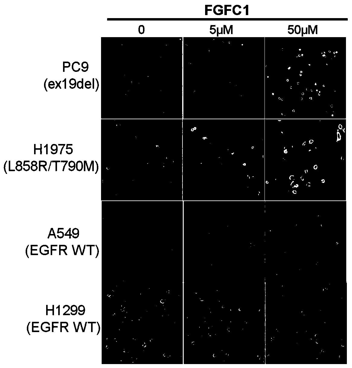 Application of bis-indole compound FGFC1 in preparation of medicaments resistant to non-small cell lung cancer