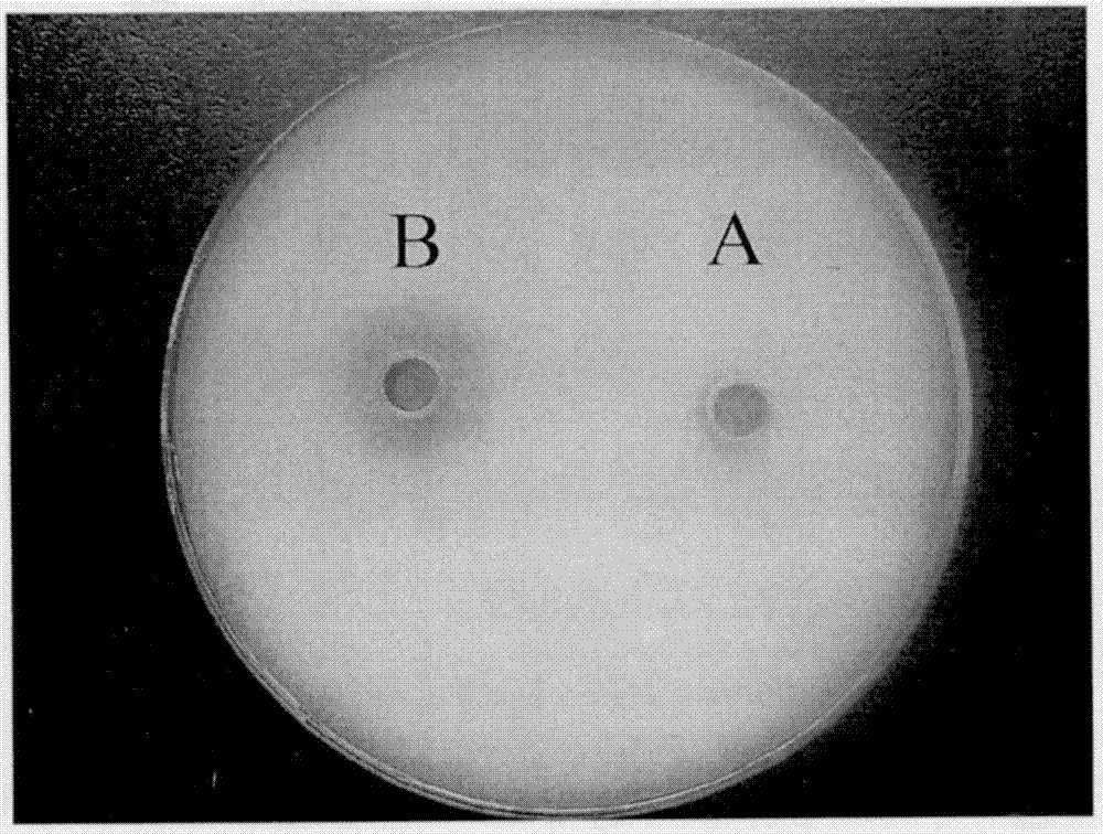 Bacillus amyloliquefaciens RH9, as well as screening method and applications thereof