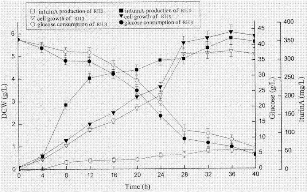 Bacillus amyloliquefaciens RH9, as well as screening method and applications thereof