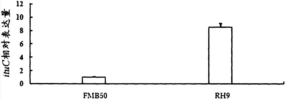 Bacillus amyloliquefaciens RH9, as well as screening method and applications thereof