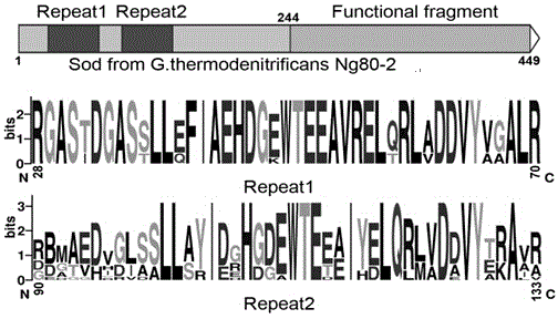 Amino acid sequence capable of improving heat-resistance temperature and heat stability of SOD and application thereof