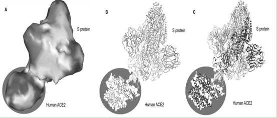 A kind of 2019-ncov subunit vaccine composition and its immunization method