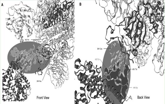 A kind of 2019-ncov subunit vaccine composition and its immunization method