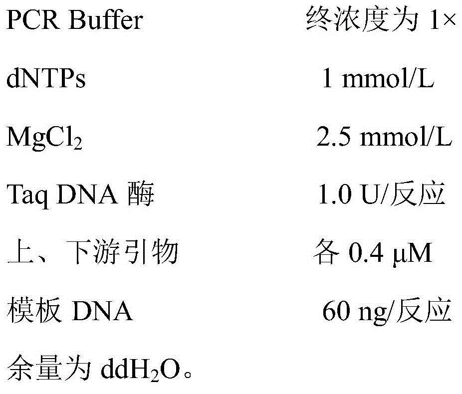 Specific labeling primer for oriental cherry varieties including C.spachiana 'Plena Rosea' and C.spachiana 'Ujou-shidare'