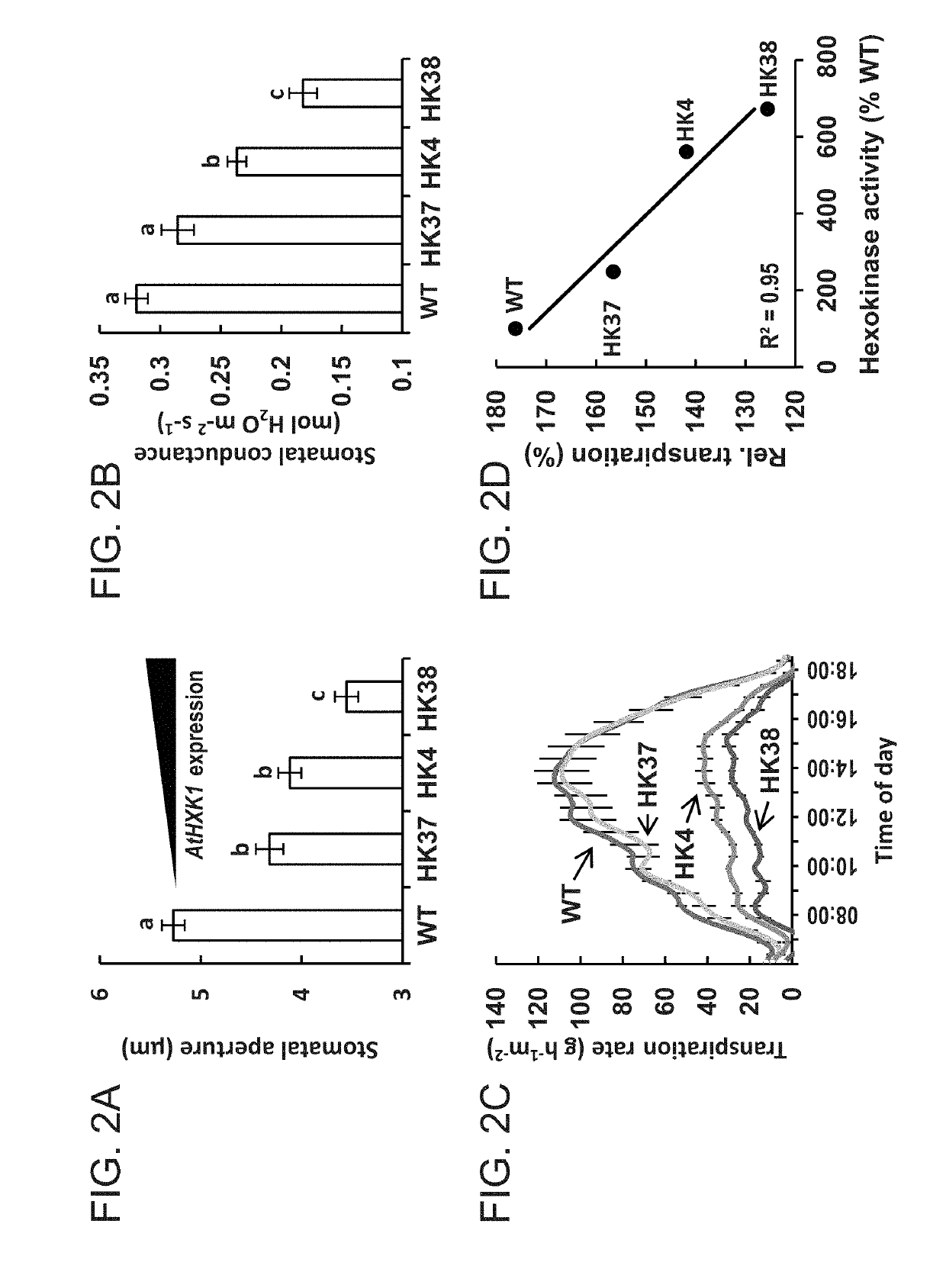 Methods of modulating stomata conductance and plant expression constructs for executing same