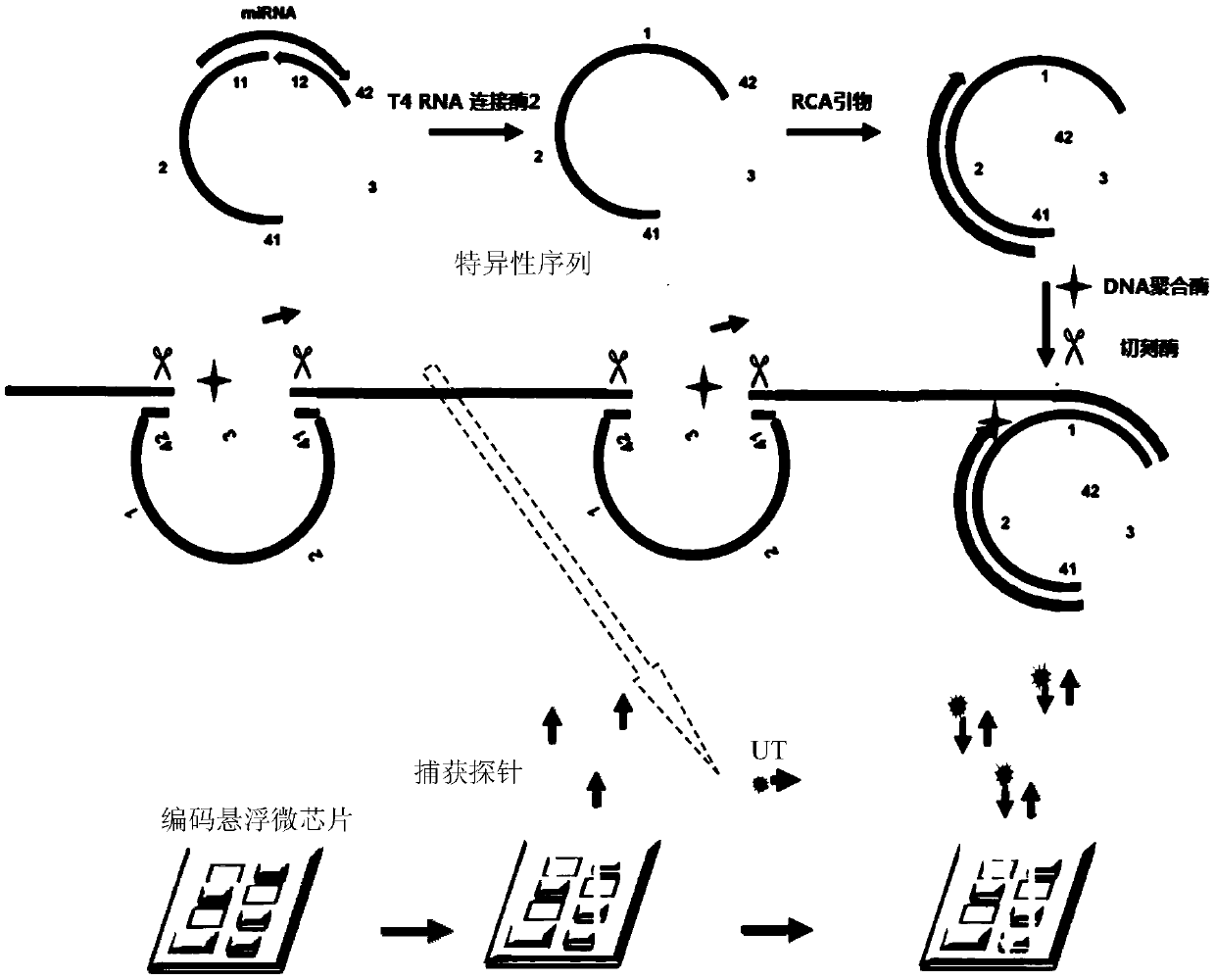 Probe, kit and method for cascade amplification testing of miRNAs based on coding suspension microchip