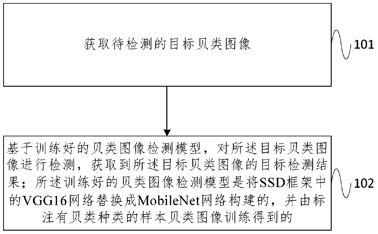 Target detection method and device for shellfish images