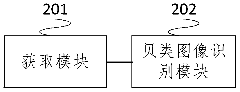 Target detection method and device for shellfish images