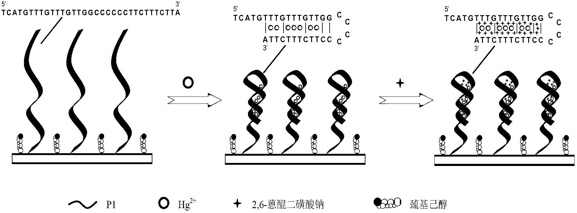 Electrochemical sensor capable of detecting trace mercury in water body, and preparation method and application thereof