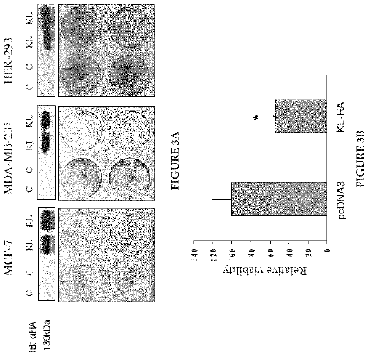 Klotho protein and related compounds for the treatment and diagnosis of cancer