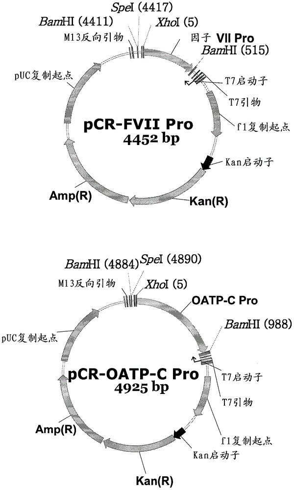 Expression vector suitable for expressing coded sequence for gene therapy