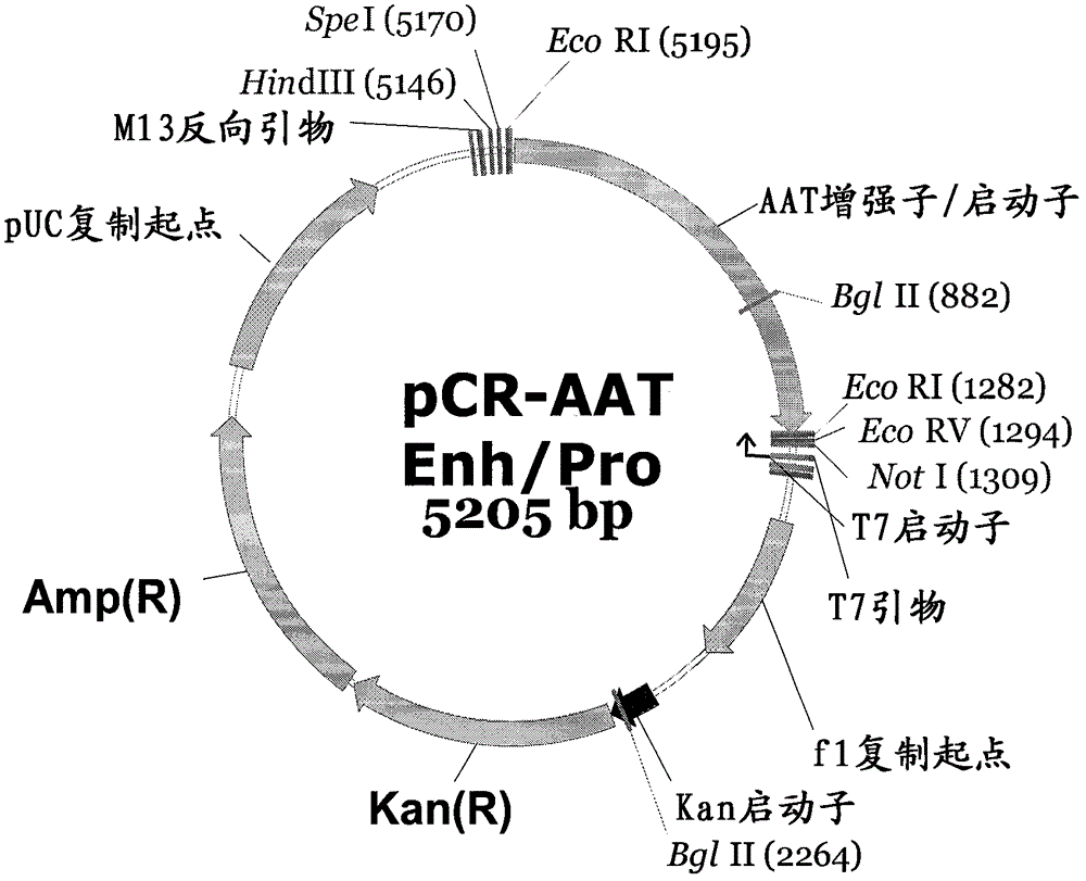 Expression vector suitable for expressing coded sequence for gene therapy