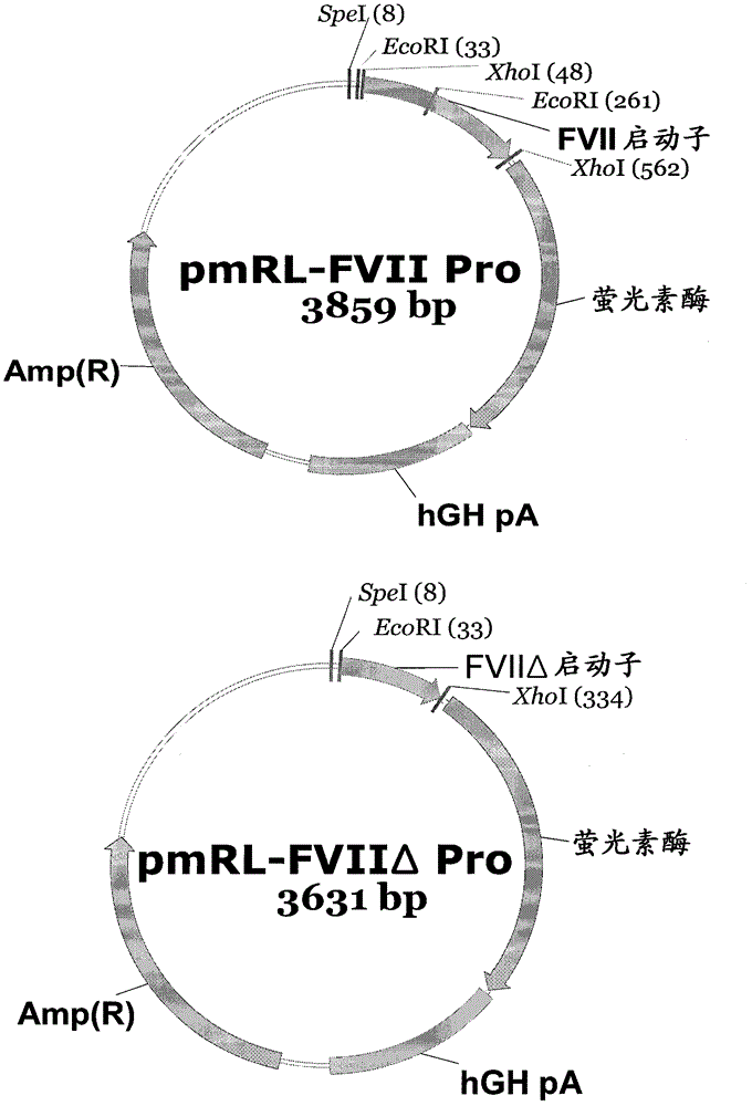 Expression vector suitable for expressing coded sequence for gene therapy