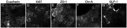 Intestinal epithelium monolayer culture and characterization method based on mouse intestinal stem cells