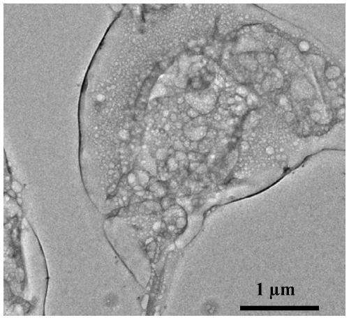 Preparation method of antioxidant black phosphorus nanosheet