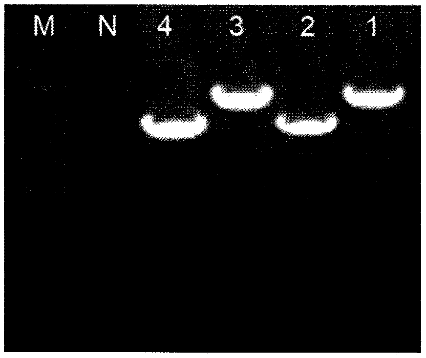 Method for rapid preparation of epidemic and infectious bronchitis vaccine