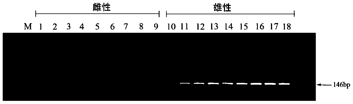 Specific dna fragments for sex identification of silktail fish and their application