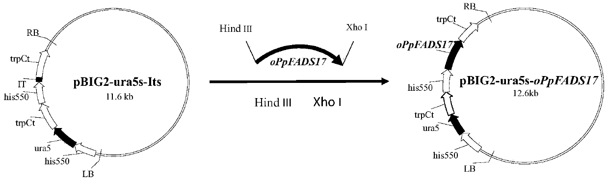 A recombinant Mortierella alpina overexpressing ω-3 desaturase derived from Phytophthora parasitica, its construction method and application