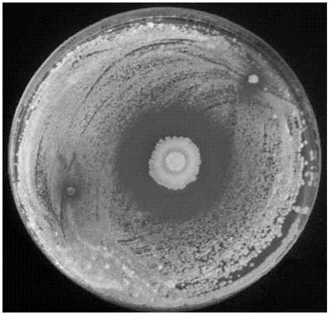 Bacillus siamensis B-3 and application thereof