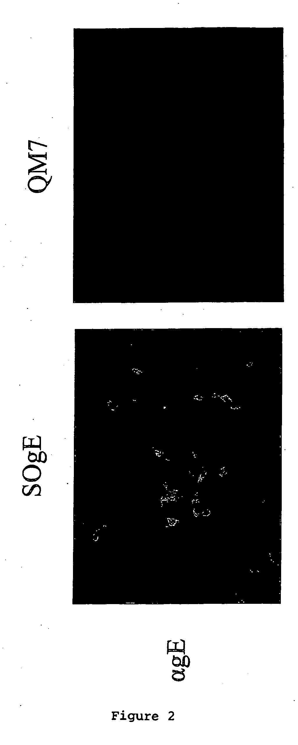 Continuous cell line for the production of vaccines