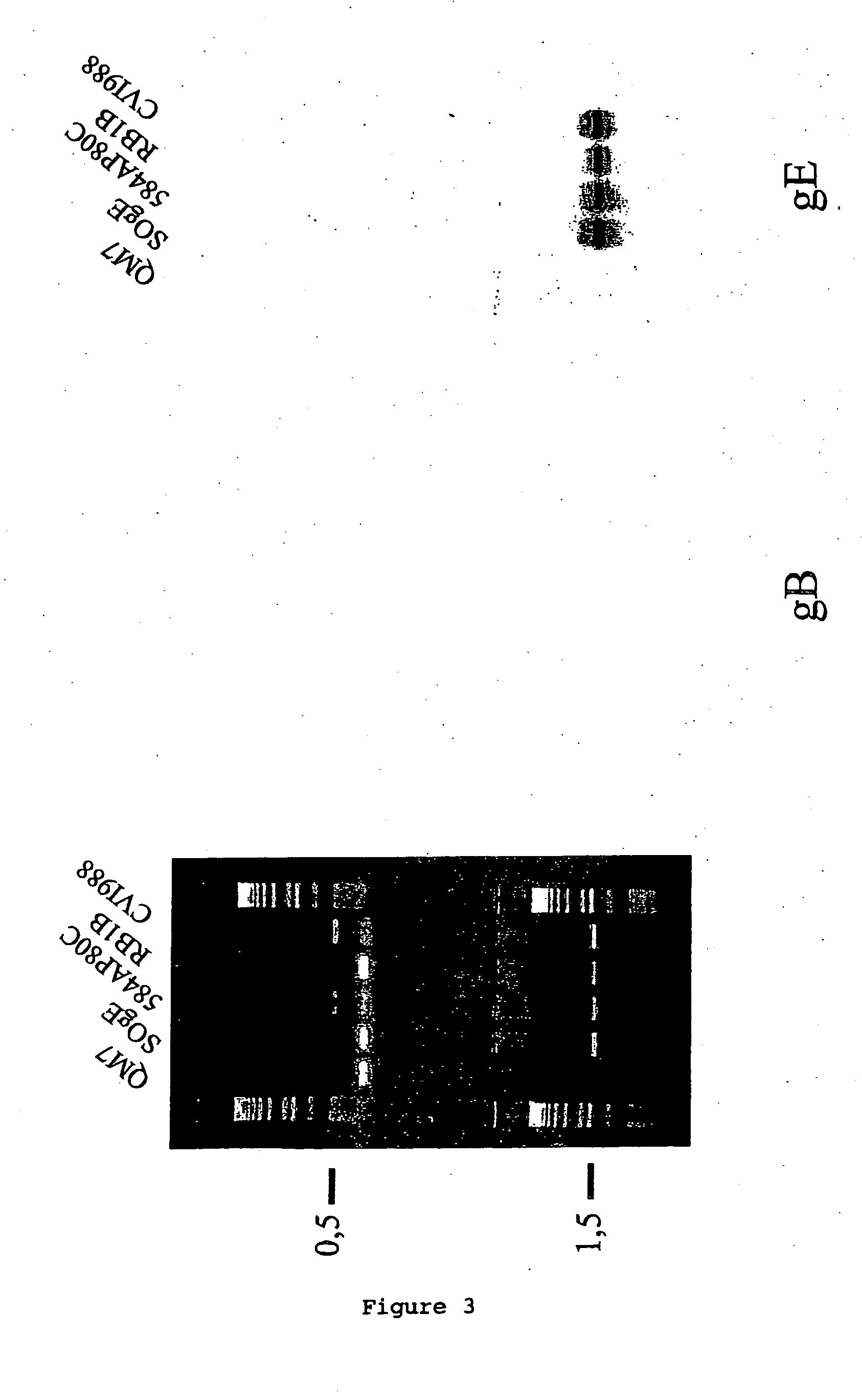 Continuous cell line for the production of vaccines