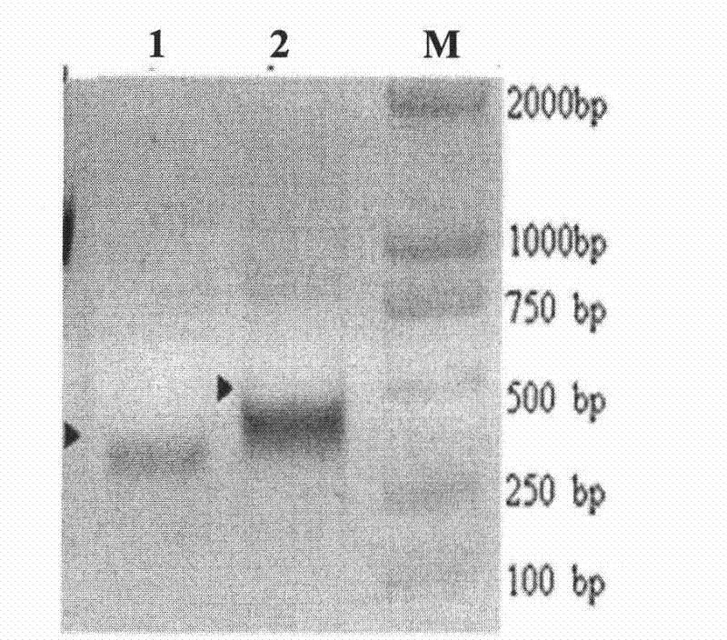 Vaccine for preventing porcine reproductive and respiratory syndrome