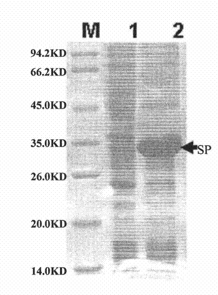 Vaccine for preventing porcine reproductive and respiratory syndrome