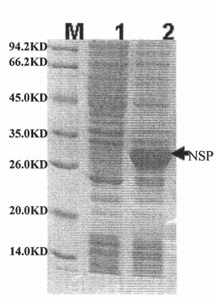 Vaccine for preventing porcine reproductive and respiratory syndrome