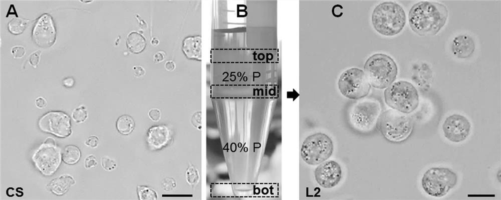 A method for 3D cultured in vitro spermatogonia of Chinese Wutang snakehead to produce functional sperm