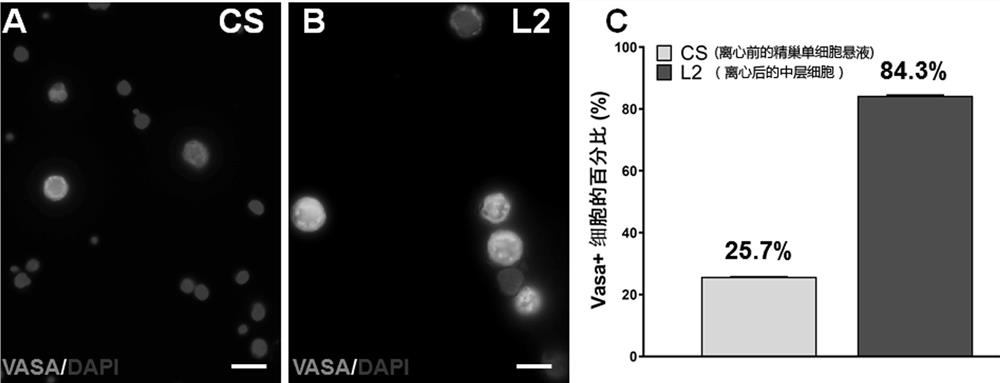 A method for 3D cultured in vitro spermatogonia of Chinese Wutang snakehead to produce functional sperm