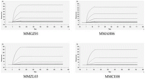 Anti-human Delta like 4 monoclonal antibody and application thereof