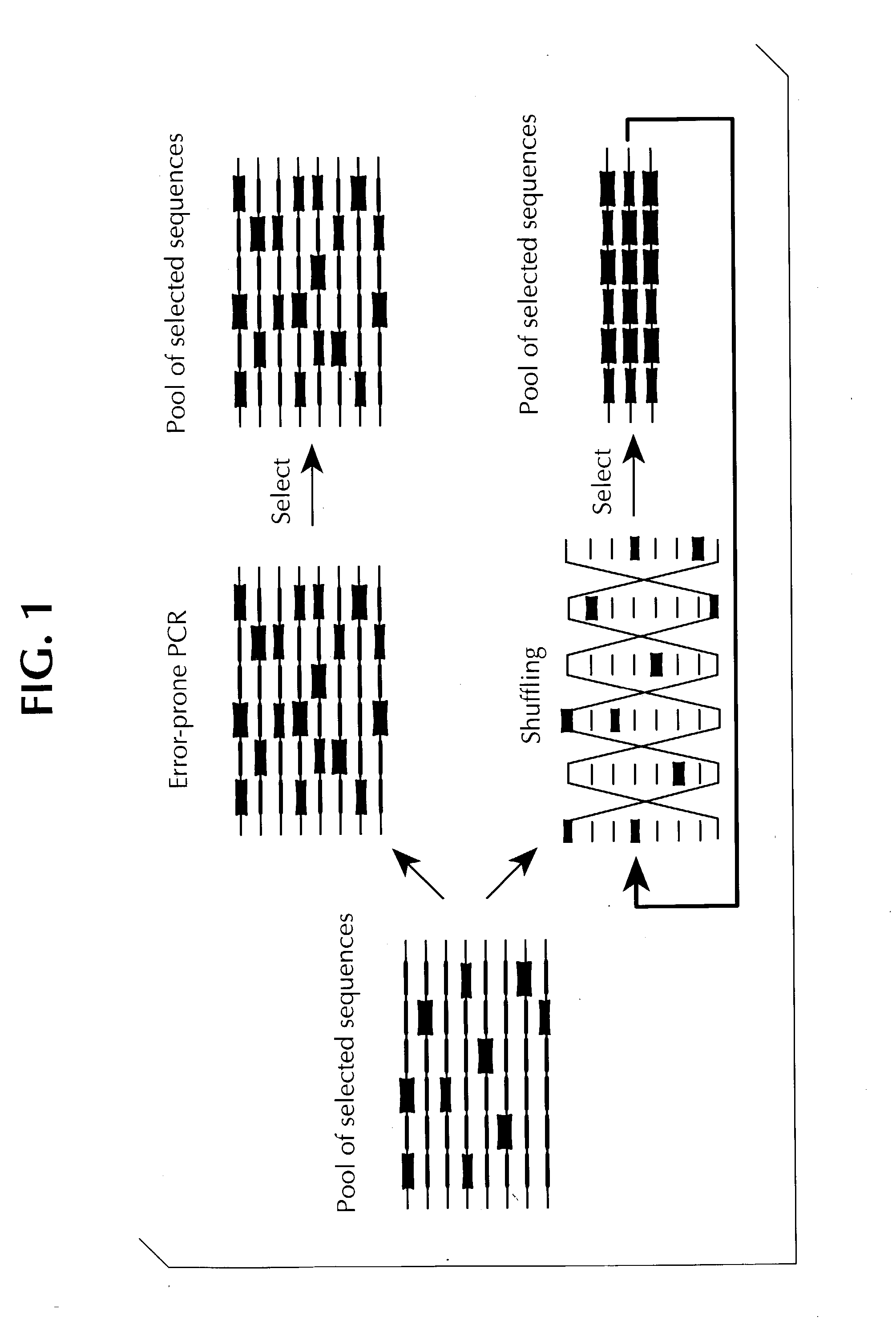 Method of DNA shuffling with polynucleotides produced by blocking or interrupting a synthesis or amplification process