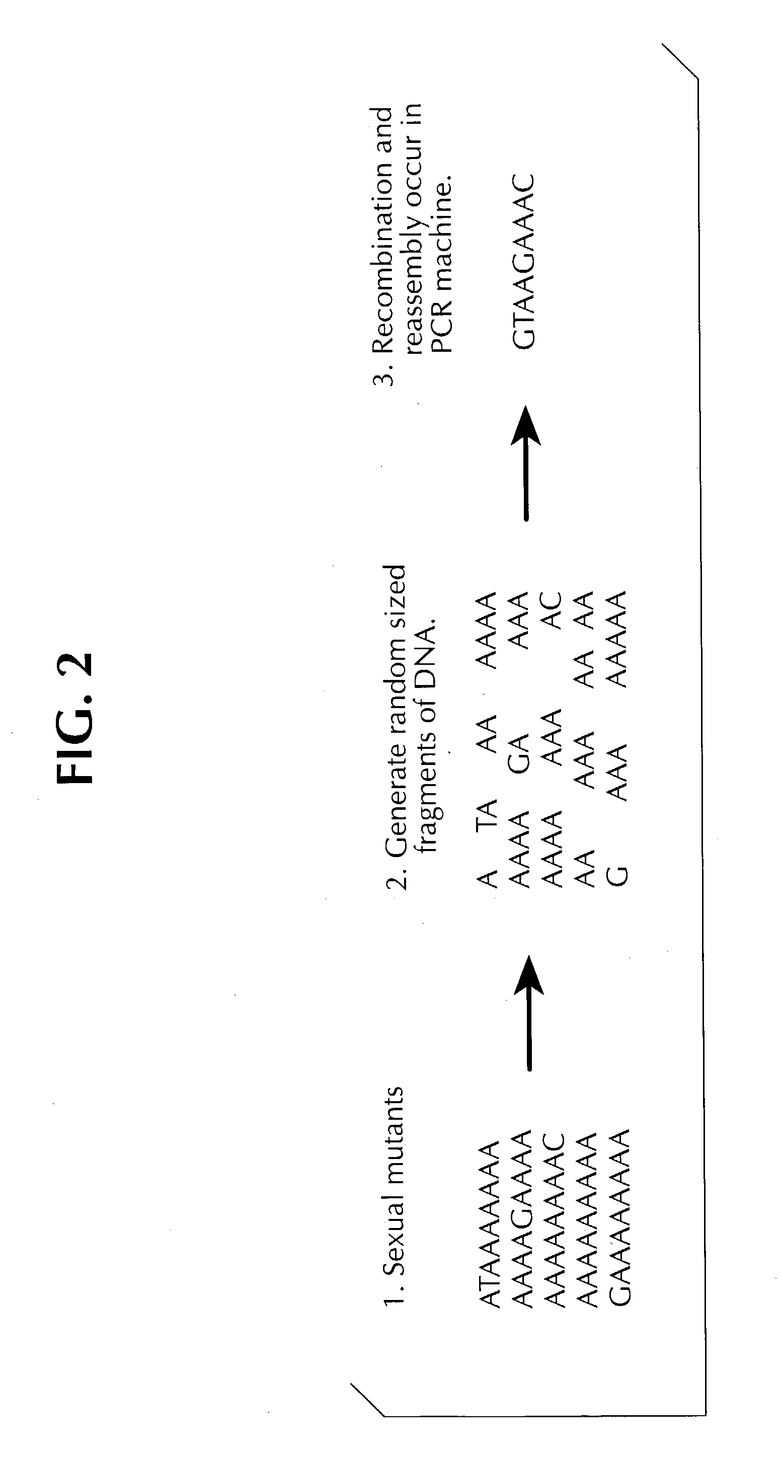 Method of DNA shuffling with polynucleotides produced by blocking or interrupting a synthesis or amplification process