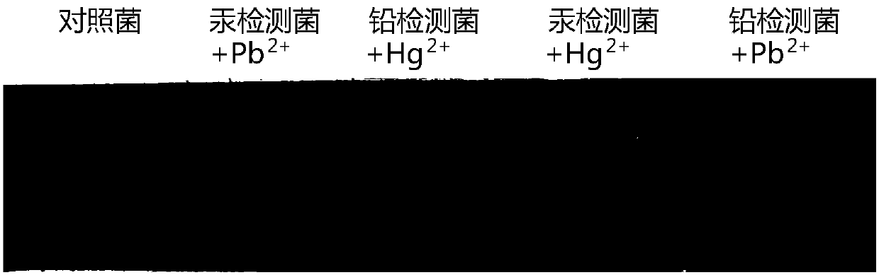 Whole-cell biosensor for detecting heavy metal ions in water-soluble sample and construction and application thereof