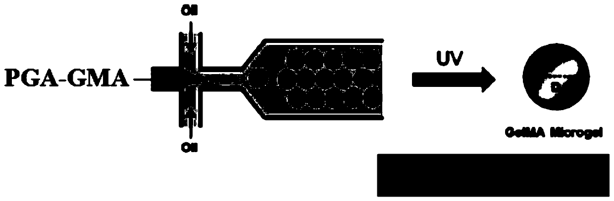 Polyglutamic acid gel micrococcusagent and application thereof