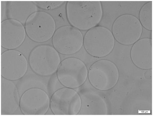 Polyglutamic acid gel micrococcusagent and application thereof