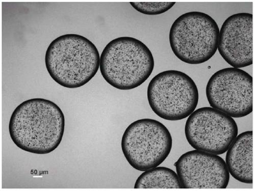 Polyglutamic acid gel micrococcusagent and application thereof