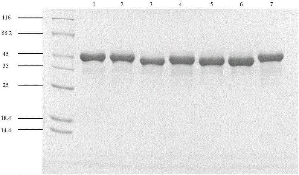 Nitrilase mutant and application thereof