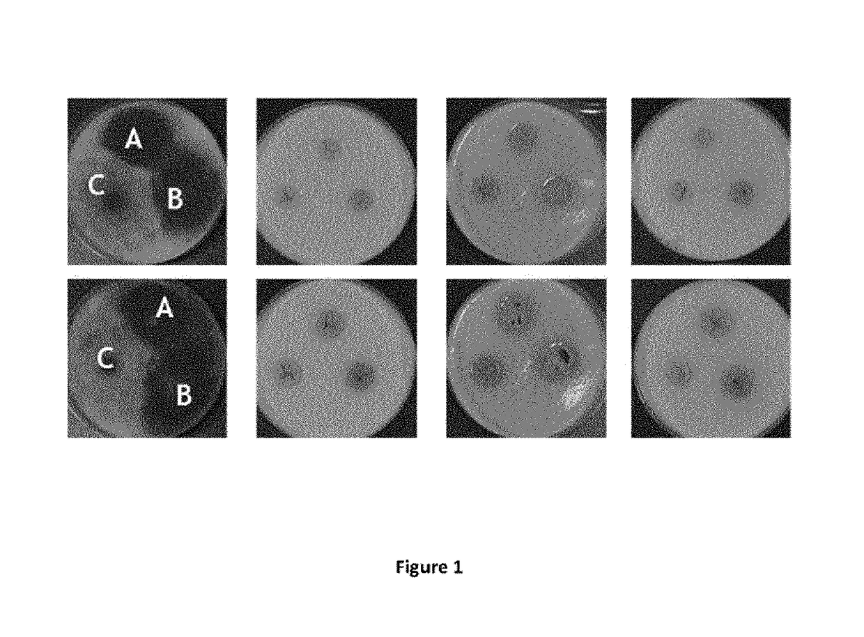 Lactobacillus fermentum bacteria with antifungal activity