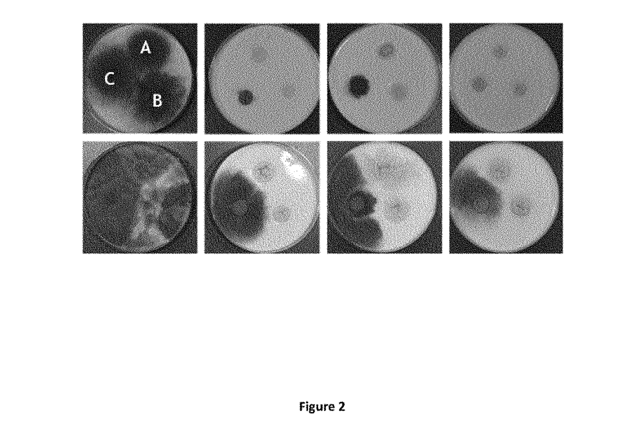 Lactobacillus fermentum bacteria with antifungal activity