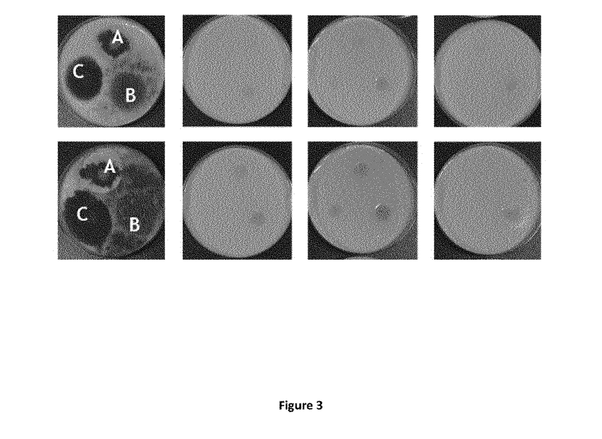 Lactobacillus fermentum bacteria with antifungal activity