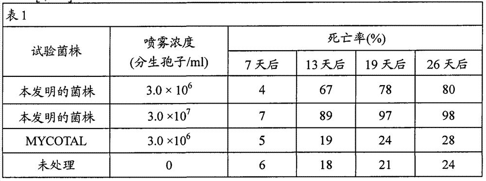 Lecanicillium muscarium strain V-5, pest extermination method using the same, and microorganism pesticide comprising the same