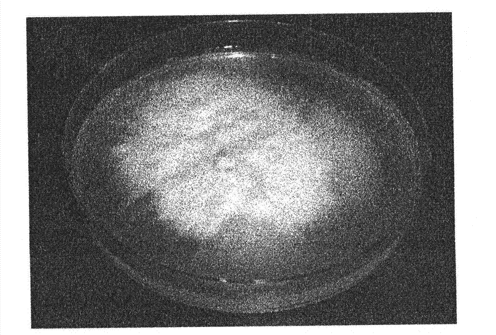 Lecanicillium muscarium strain V-5, pest extermination method using the same, and microorganism pesticide comprising the same