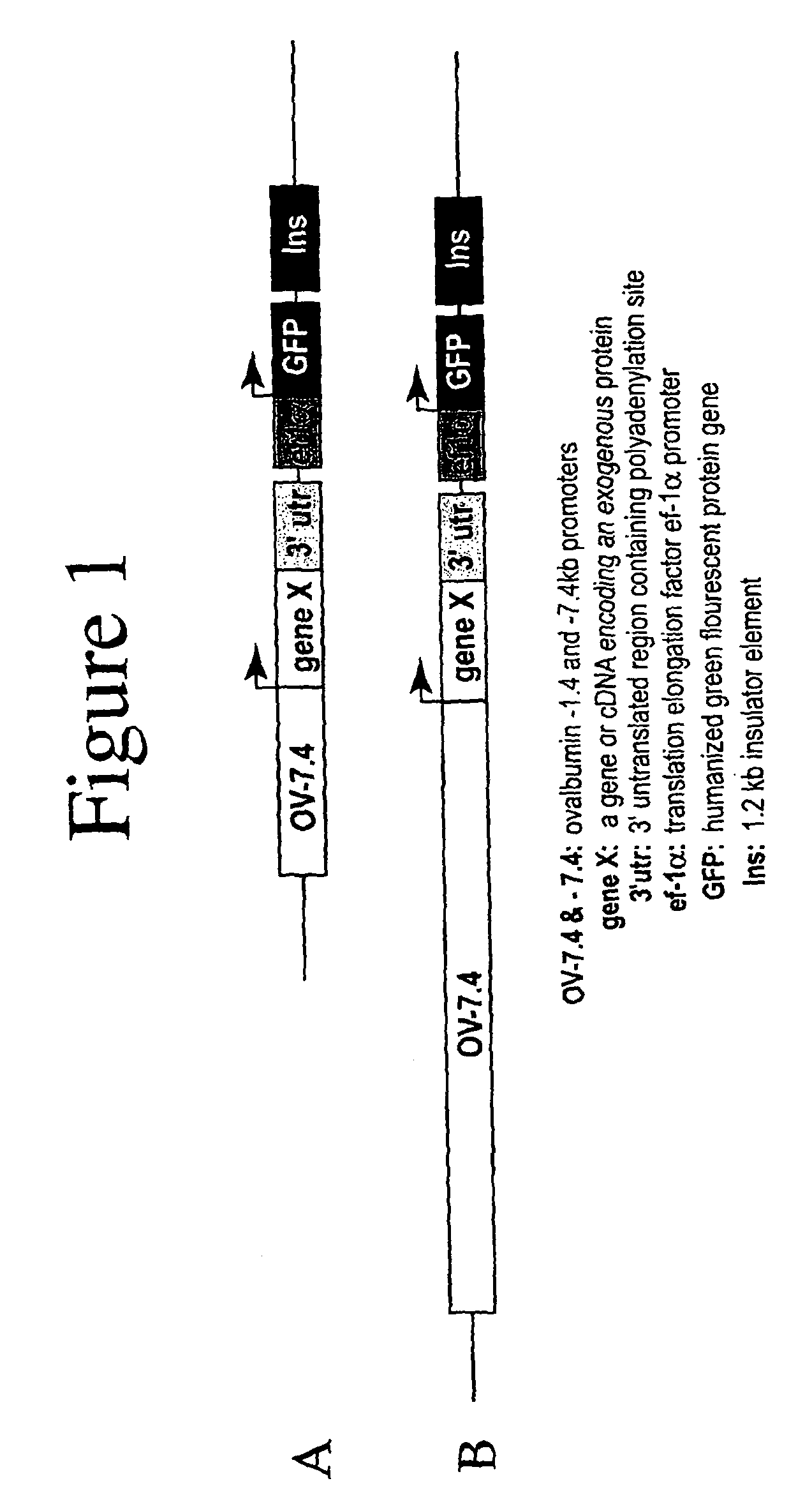 Glycosylated human G-CSF