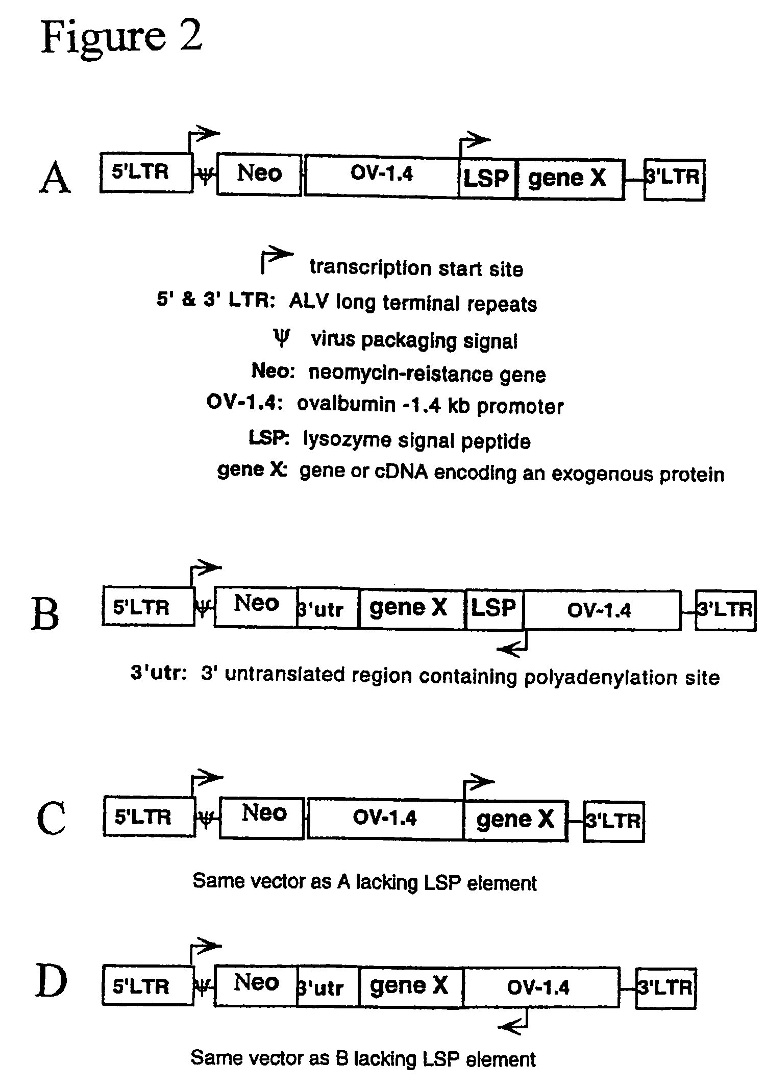 Glycosylated human G-CSF