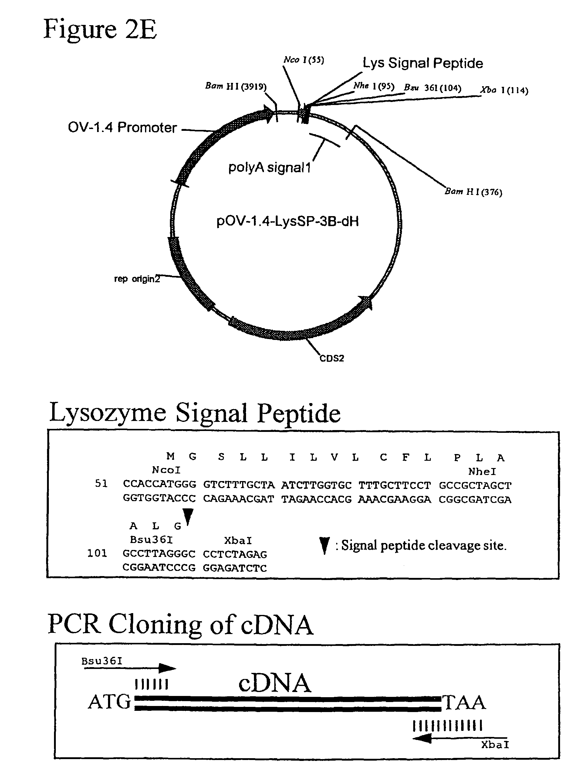 Glycosylated human G-CSF