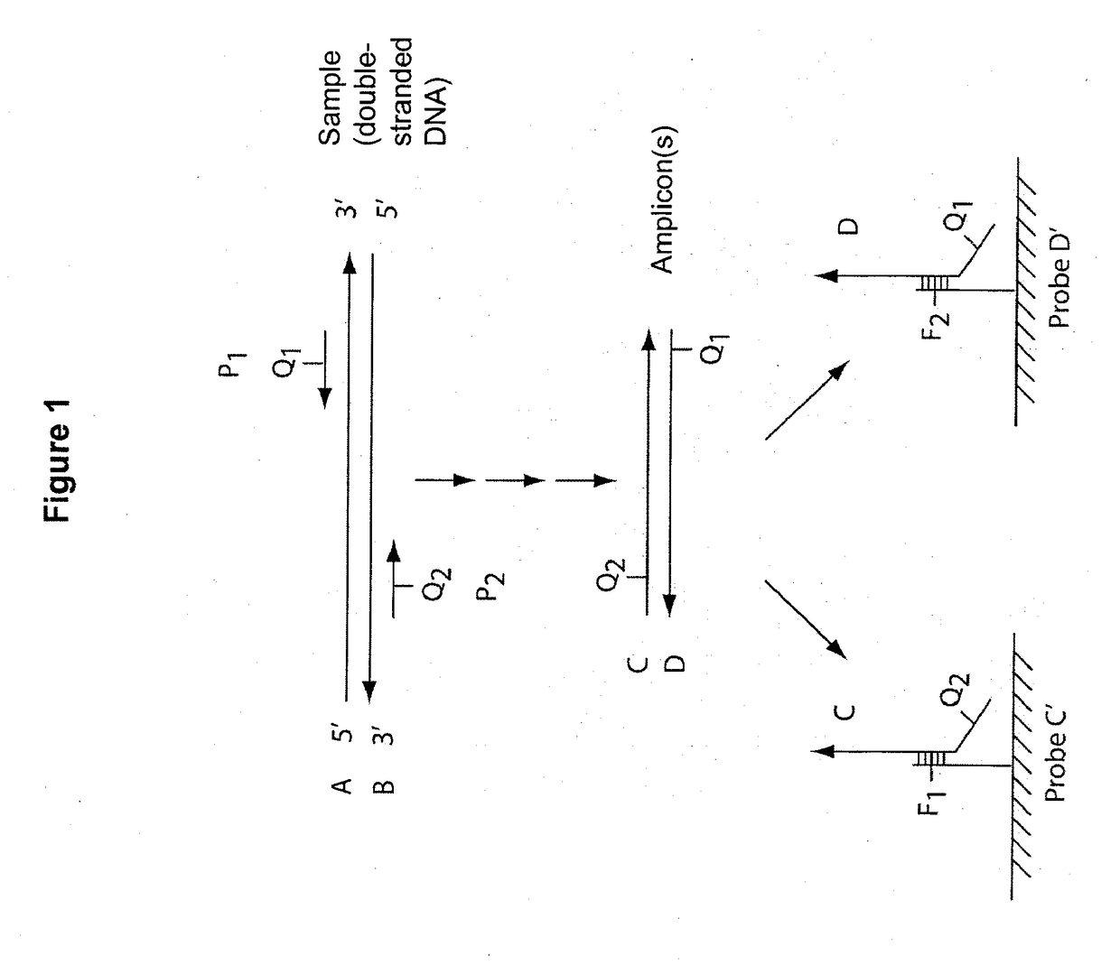 Multiplex q-pcr arrays