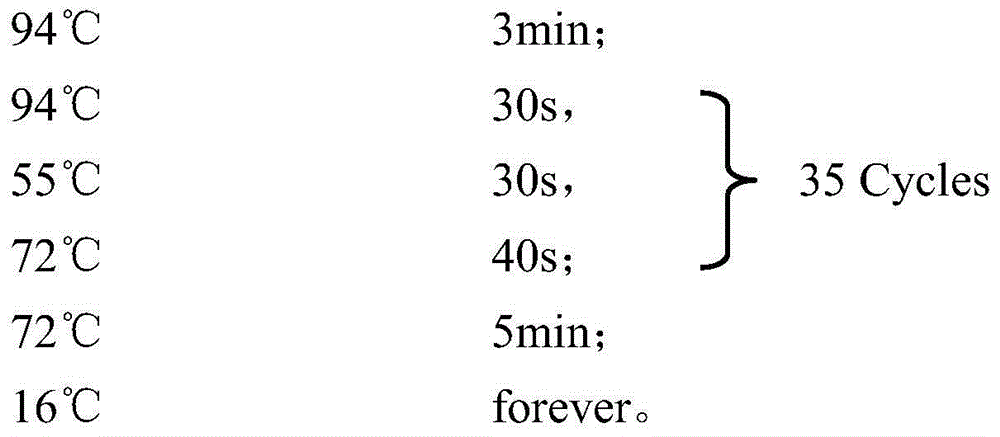 SNP (single-nucleotide polymorphism) markers and primer pairs for mouse inbred line identification, and application thereof