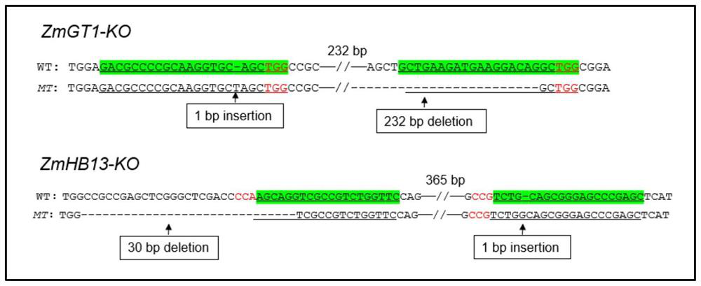 Application of GT1/HB13 gene in regulation and control of non-degeneration and lodging resistance of inferior flower of corn ear