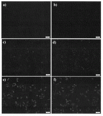 Oridonin fluorescent probe and its preparation method and use in target cell positioning